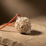 2 Mukhi Nepali Rudraksh thumbnail 2