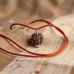 4 Mukhi Nepali Rudraksha thumbnail 1