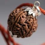 4 Mukhi Nepali Rudraksha thumbnail 2