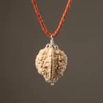 2 Mukhi Nepali Rudraksh thumbnail 4