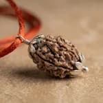3 Mukhi Nepali Rudraksh thumbnail 2